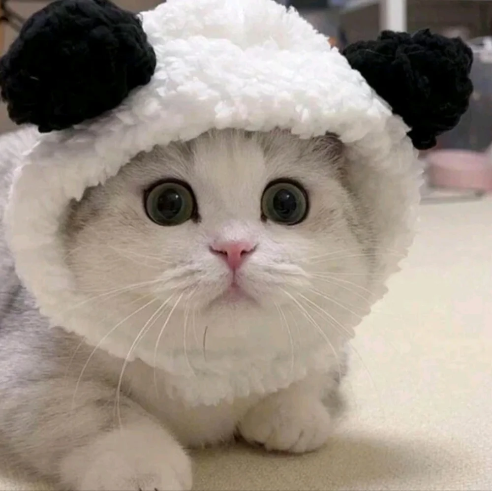 Panda cat cap